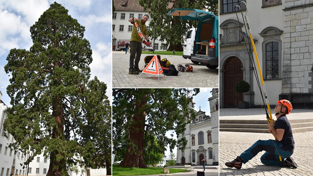 Treecare Rheinau - Installation