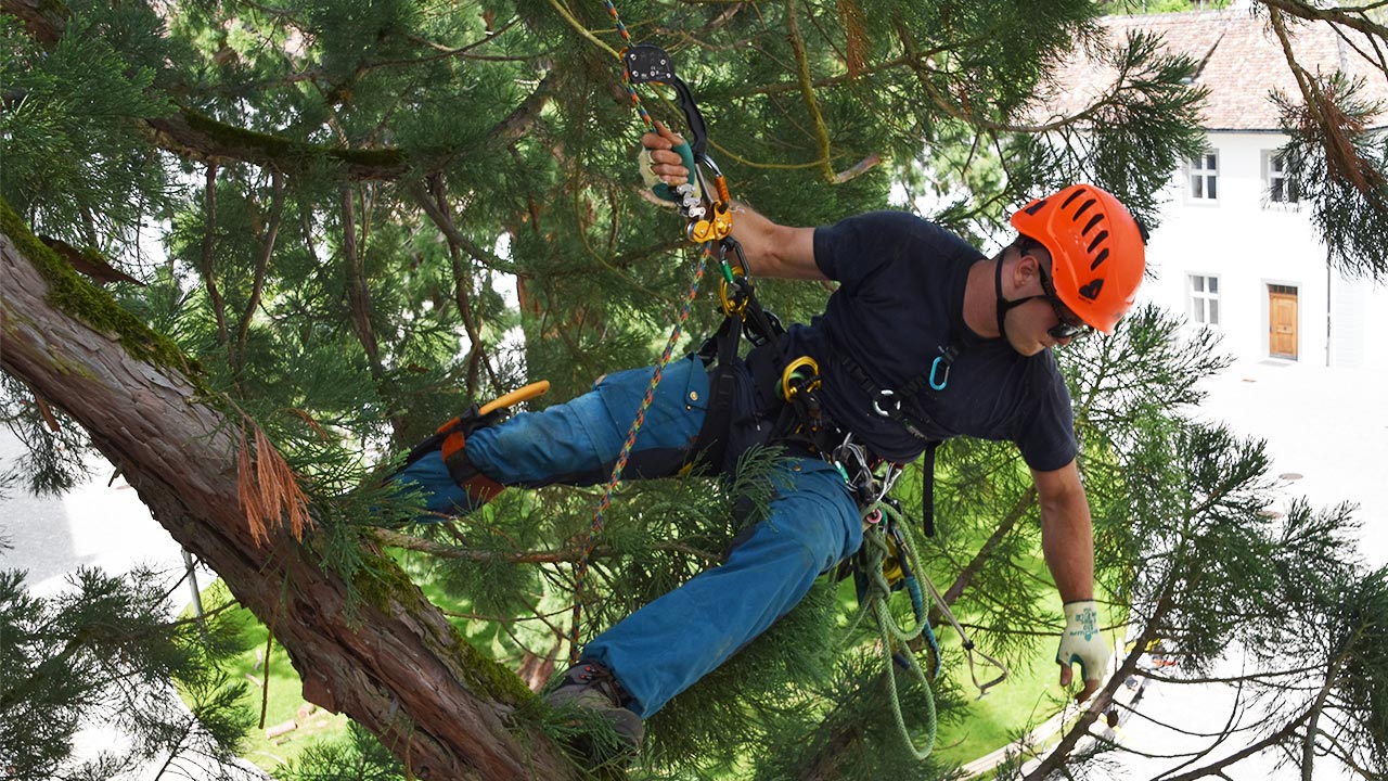 Treecare Rheinau - Chicane