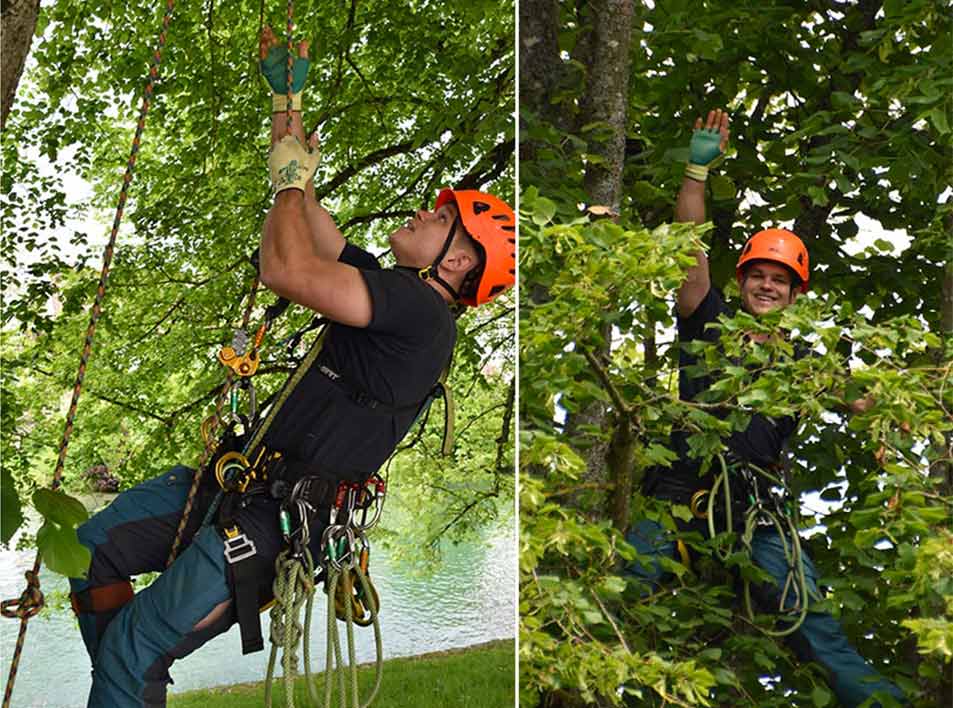 Treecare Rheinau - Treecare