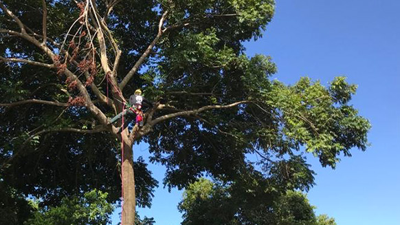 Hoch oben in den Baumkronen von Costa Rica mit Timothy