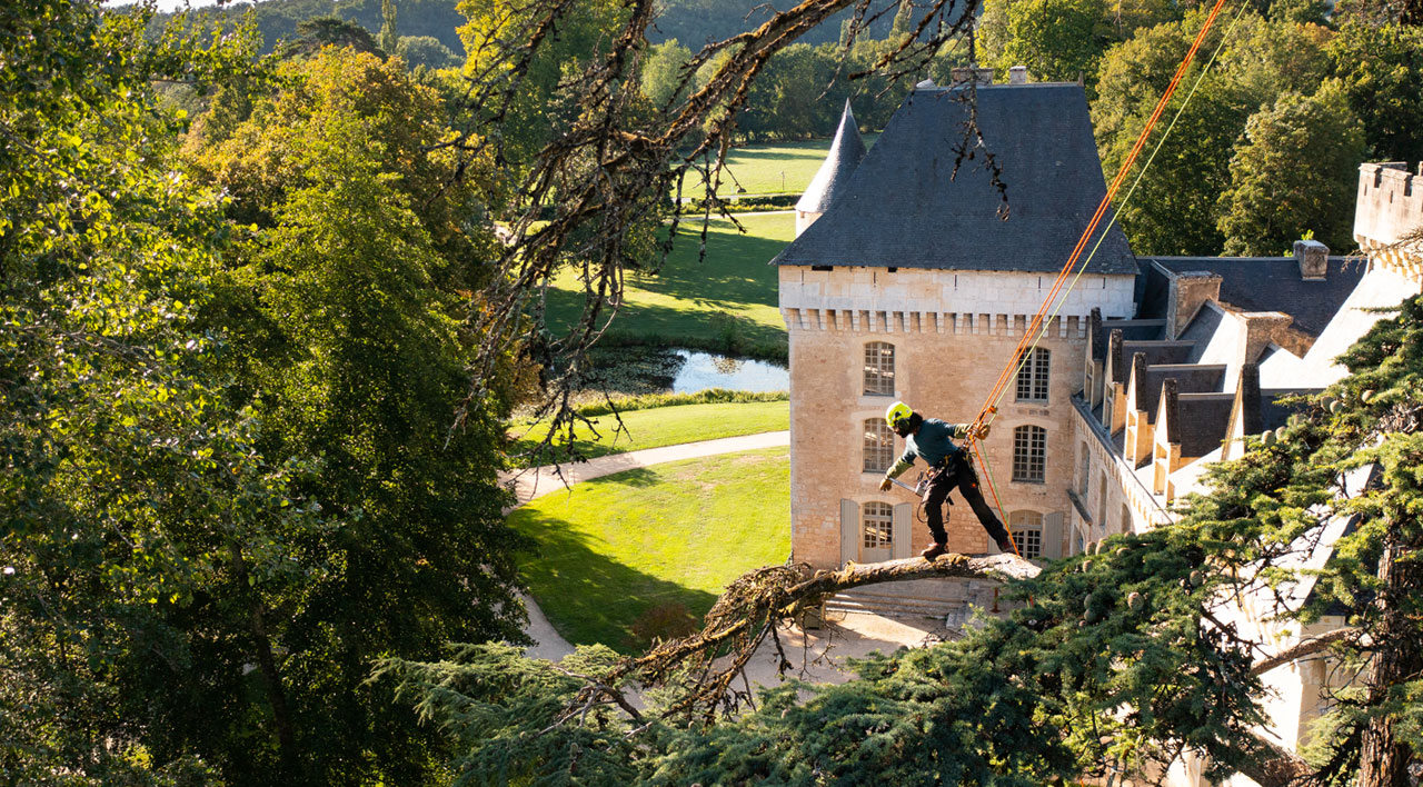 Sur le dos des grands arbres