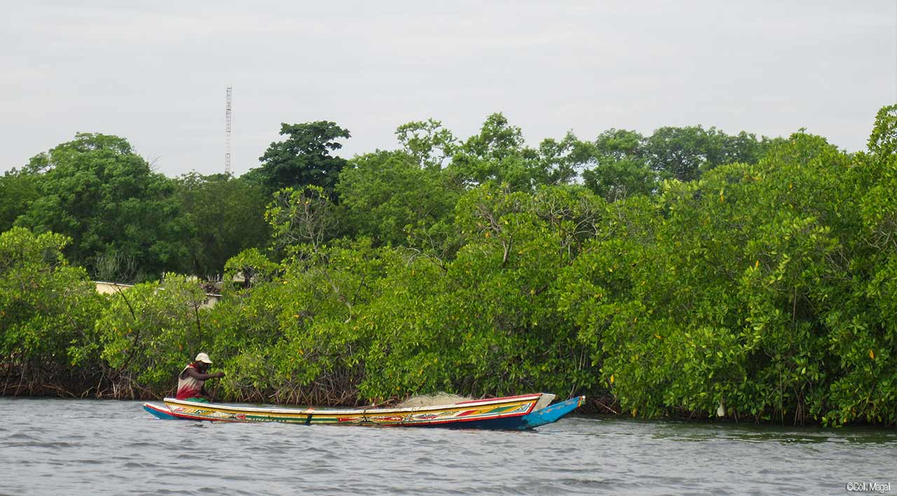 The Mangroves of Senegal