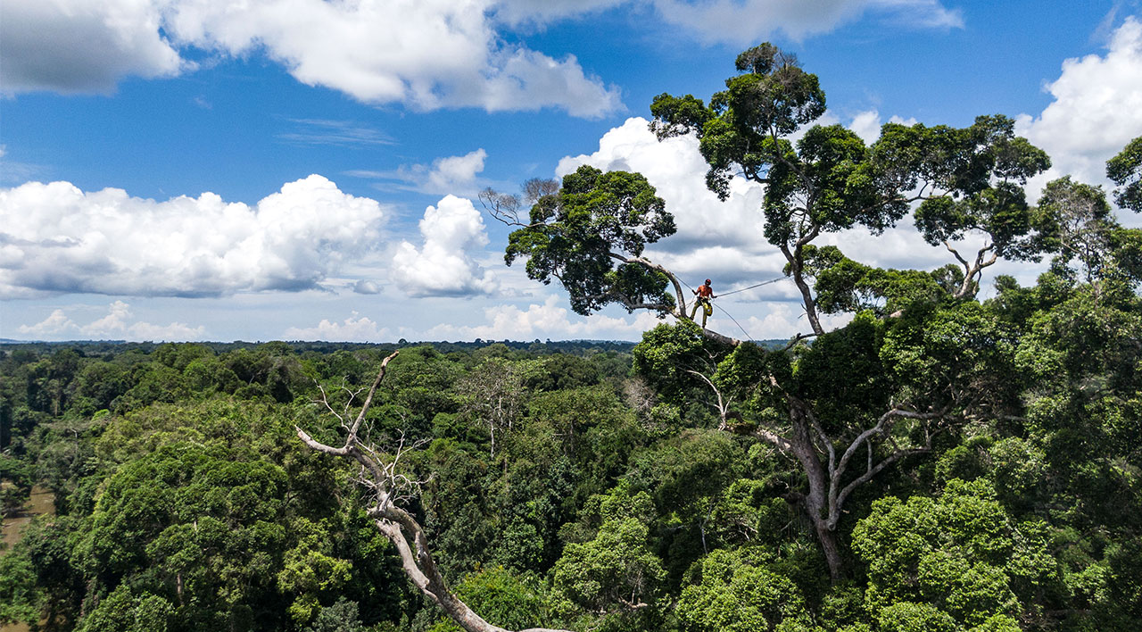 EnQuête d’Arbres : former des scientifiques au Congo