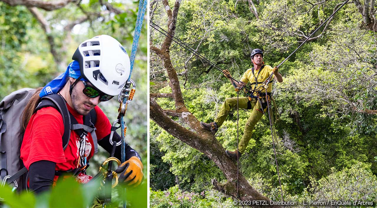 2023 © PETZL Distribution - L. Pierron / EnQuête d'Arbres 