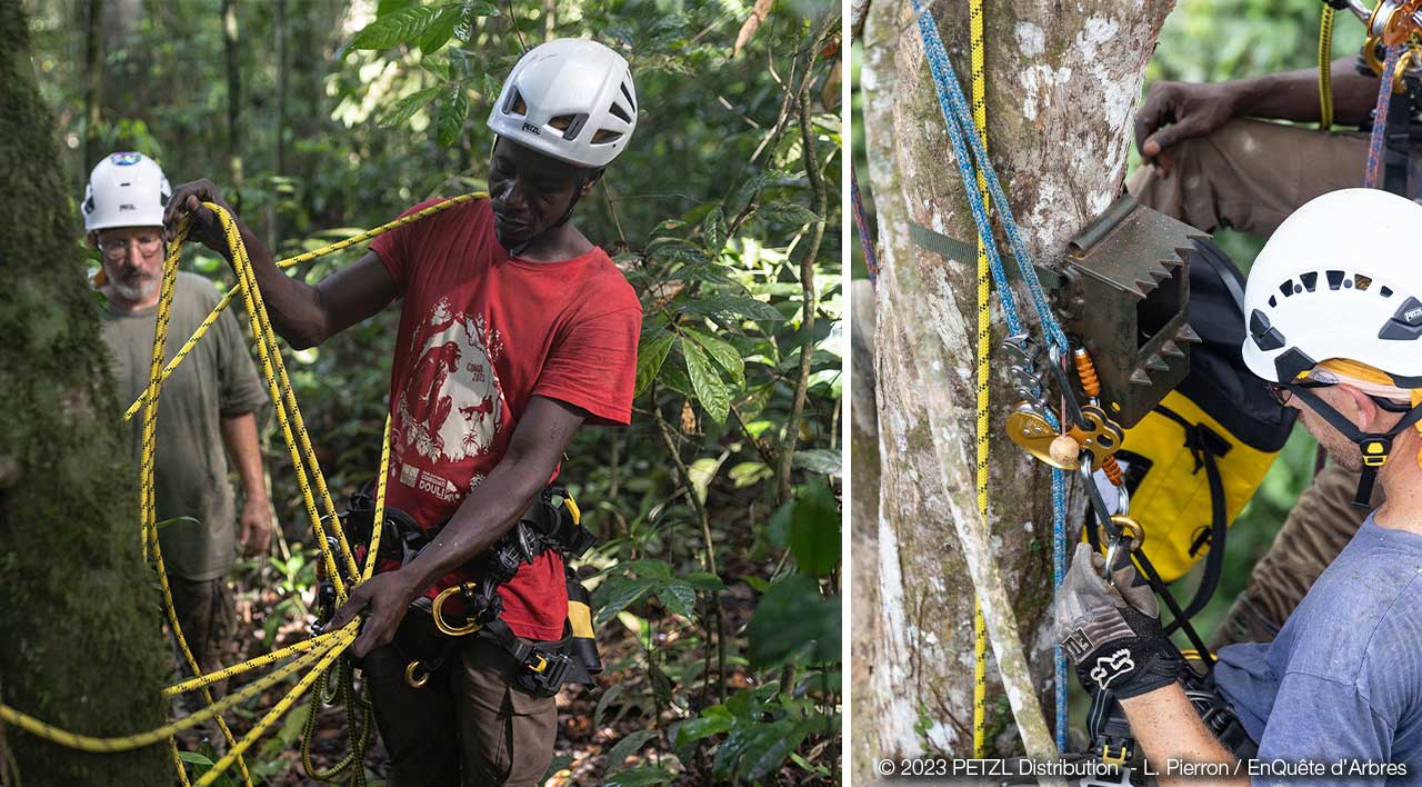 2023 © PETZL Distribution - L. Pierron / EnQuête d'Arbres 