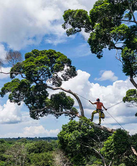 EnQu&ecirc;te d’Arbres : former des scientifiques au Congo