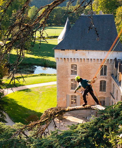 Sur le dos des grands arbres