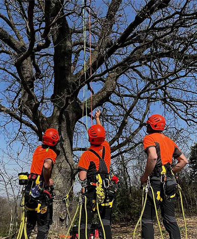 Arborists: Cultivating Professional Growth
