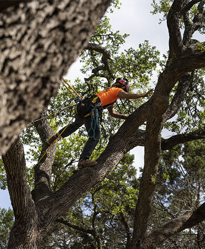 Women's Tree Climbing Workshop