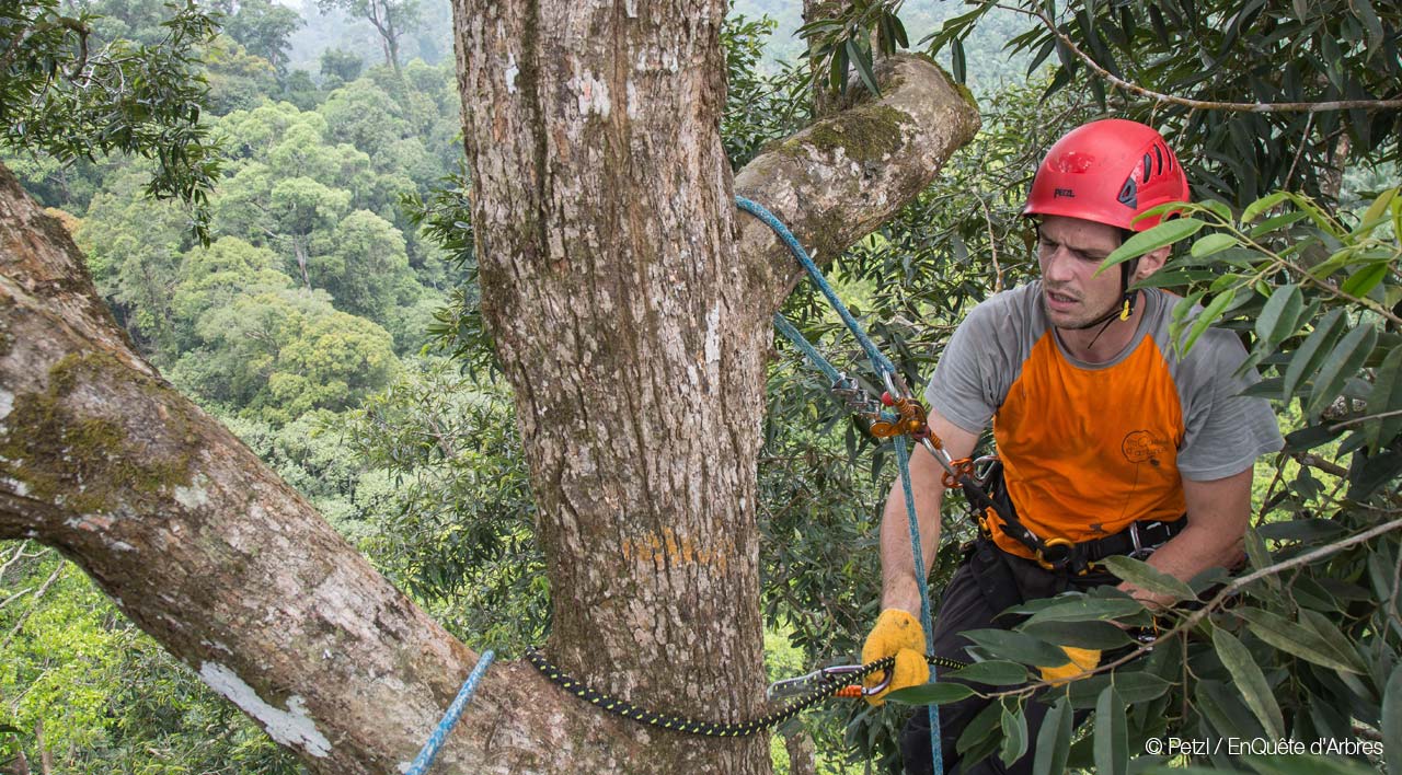 Petzl © EnQuête d'Arbres