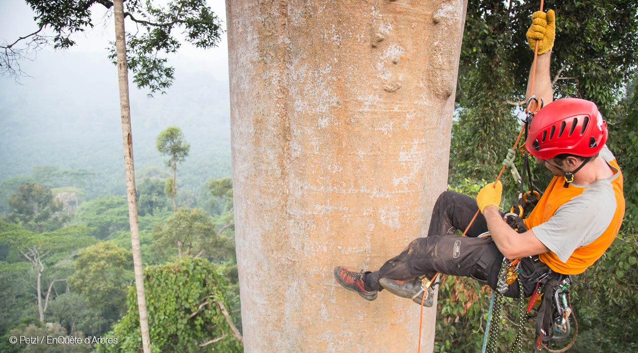 Petzl © EnQuête d'Arbres