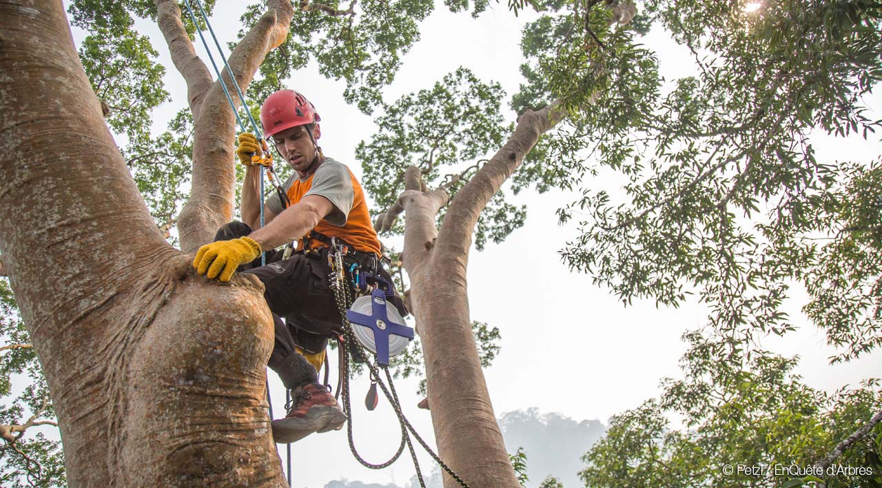 Petzl © EnQuête d'Arbres