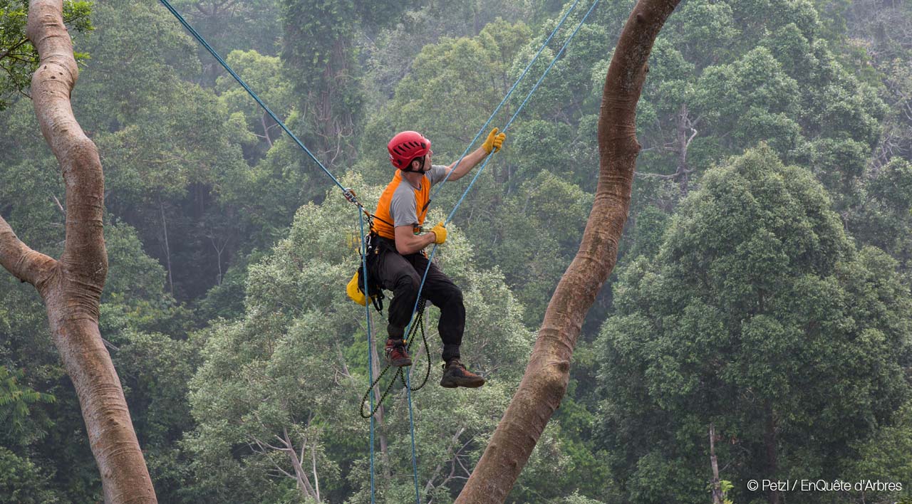 Petzl © EnQuête d'Arbres