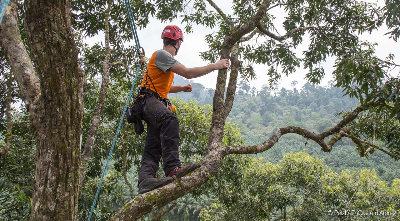 Petzl © EnQuête d'Arbres