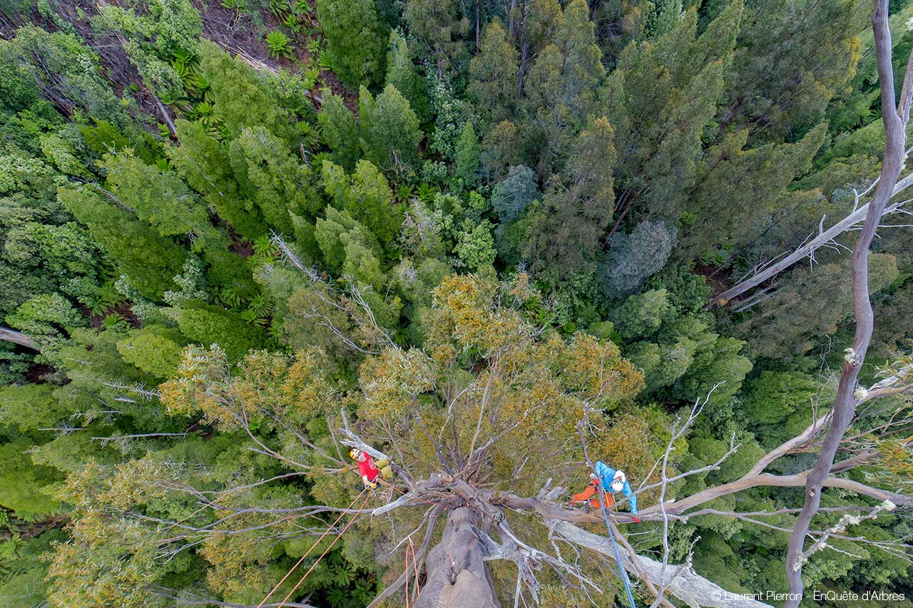 © Laurent Pierron - EnQuête d’Arbres 